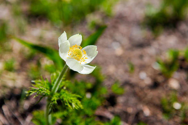 istock Beautiful wild flower at Mt.Rainier 540196240