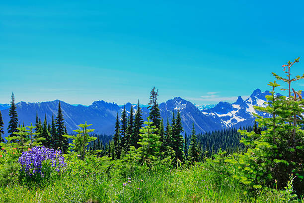 istock Summer Hike at Mount Rainier National park 540196368