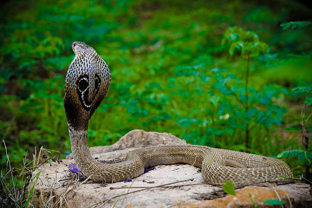 serpent cobra - cobra snake desert animal photos et images de collection