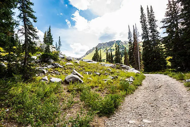 Albion Basin landscape scenery with alpine meadows photographed during summer.