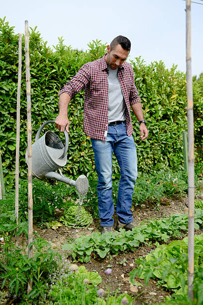 istock handsome young gardener growing organic bio vegetables 540198814