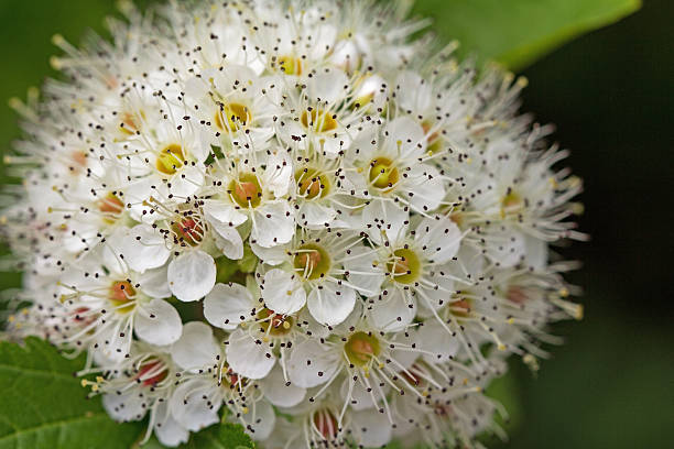 desabrochar pilritreiro ou maythorn, crataegus, no início do verão. - hawthorn flower single flower spring imagens e fotografias de stock