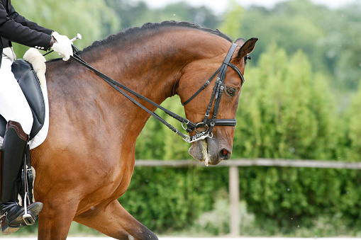 Head of a young dressage horse with unknown rider in action