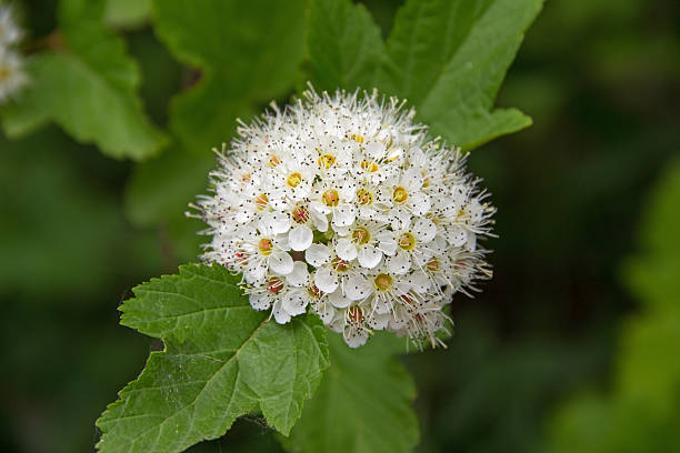 desabrochar pilritreiro ou maythorn, crataegus, no início do verão. - hawthorn flower single flower spring imagens e fotografias de stock