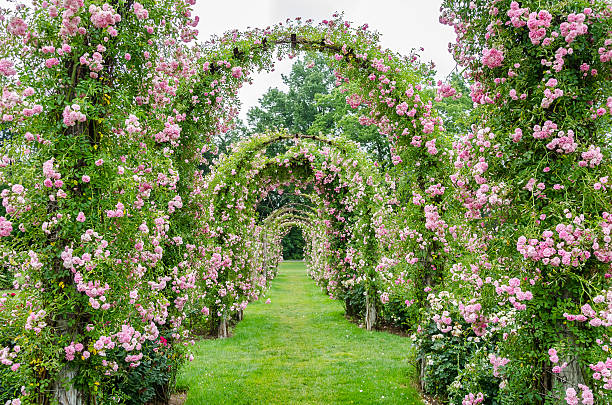 rose covered archways a elizabeth park, west hartford, ct - arch foto e immagini stock