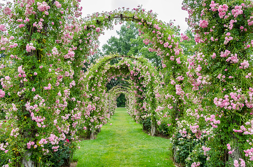 The pink, rose-covered archways in Elizabeth Park.