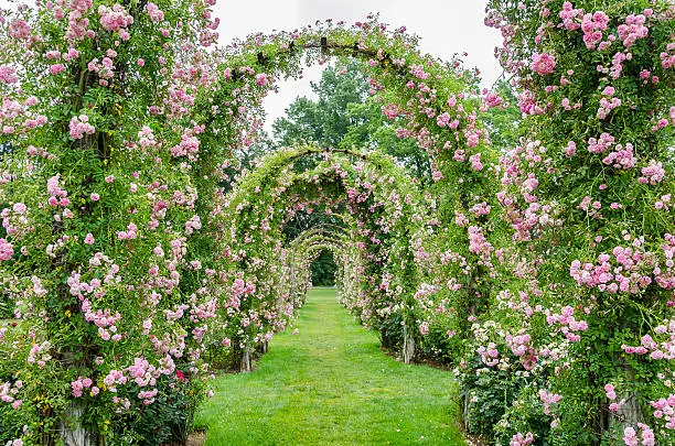 Photo of Rose Covered Archways at Elizabeth Park, West Hartford, CT