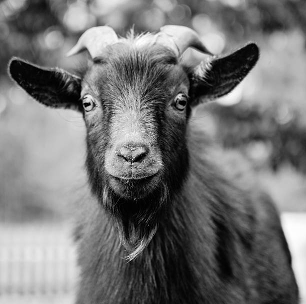istock Portrait of a Goat 540201240
