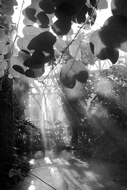 Black and white picture of a indoors botanical garden with light coming from the windows  