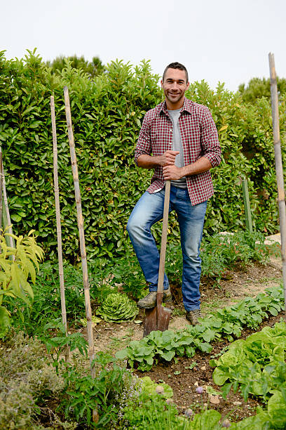 istock handsome young gardener growing organic bio vegetables 540201984