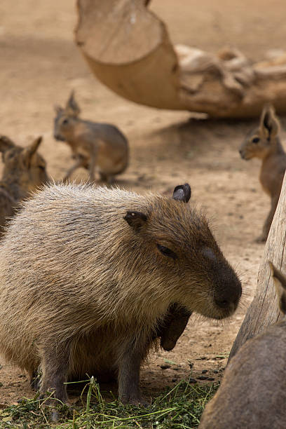 istock zoo animals in Cyprus zoo park 540202400