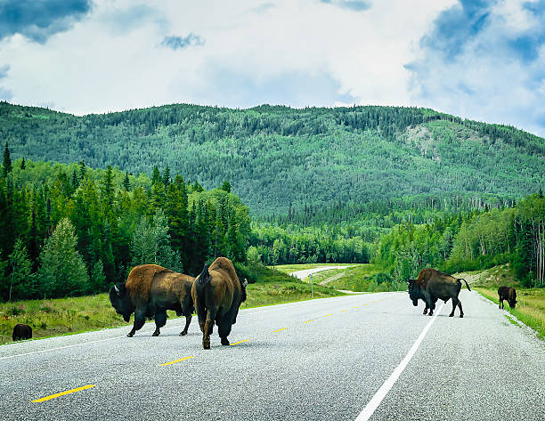 istock Buffalo Grazing on the Alaska Highway 540203310