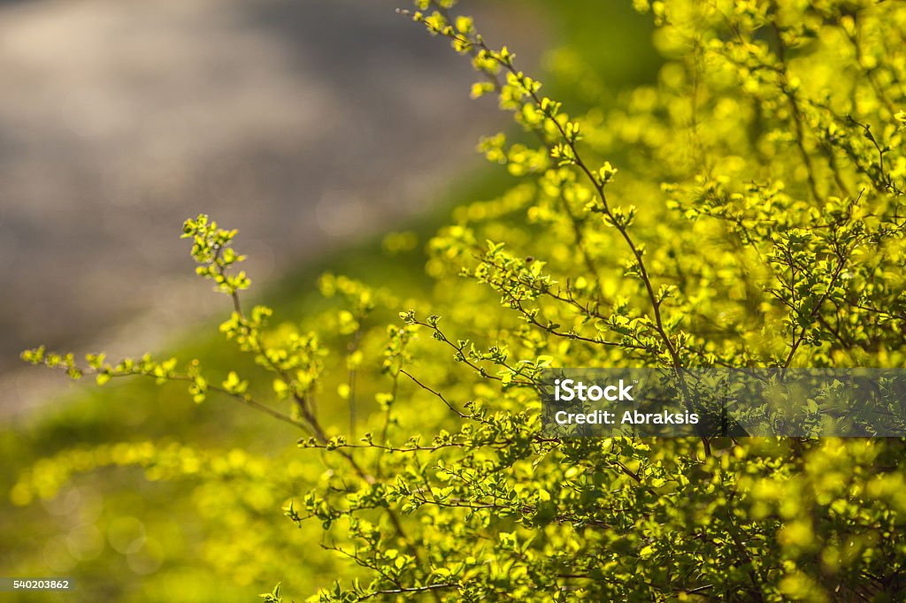 Tree Branches Spring Spring Tree Branches In Evening Sunlight Stock Photo - Download Image ...