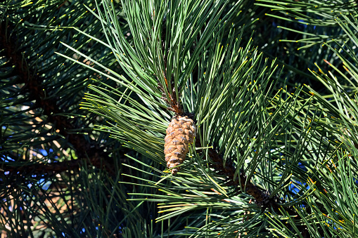 Pinus mugo. Needles and buds close up