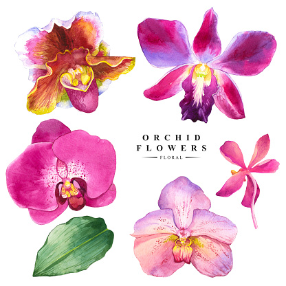 Watercolor collection of orchid flowers. Handmade painting on a white background. Spa style. Violet flowers.