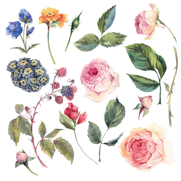 набор винтаж векторных элементов английской розы - культура англии stock illustrations