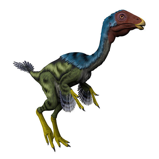 Caudipteryx on White Caudipteryx was a peacock-sized oviraptor dinosaur that lived in China during the Cretaceous Period. cretaceous photos stock pictures, royalty-free photos & images