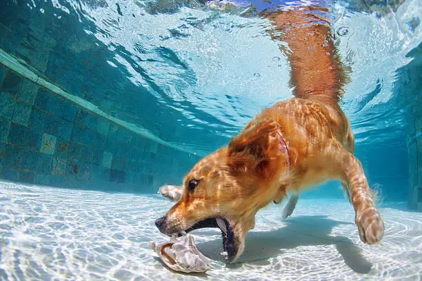 Photo of Dog swimming and diving in the pool