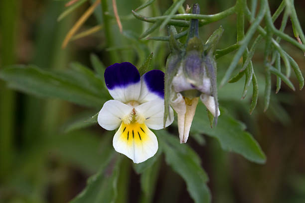 Eyebright flowering - Eyebright flowering Eyebright Flower and Bud euphrasia stock pictures, royalty-free photos & images