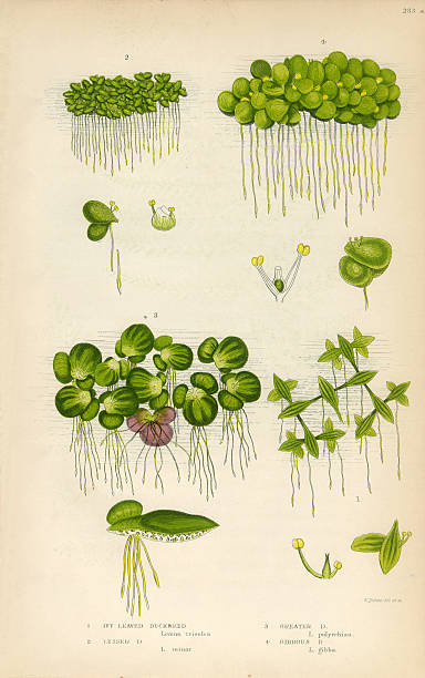 illustrations, cliparts, dessins animés et icônes de lentille d'eau, lemnoideae, bayroot, victorienne illustration botanique - duckweed