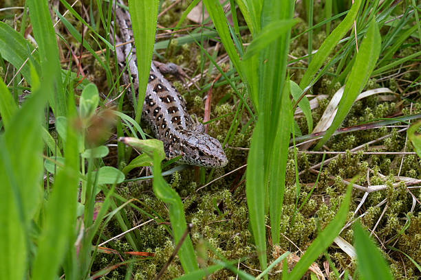 Small forest lizard from the front - Small viviparous lizard front Small forest lizard from the front on a meadow zootoca vivipara stock pictures, royalty-free photos & images
