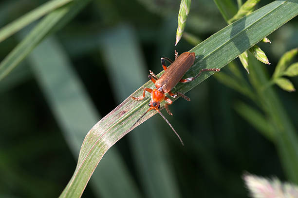 Roter Weichkäfer, Makro - Common red soldier beetle, macro Red soft beetle on a blade of grass rhagonycha fulva stock pictures, royalty-free photos & images