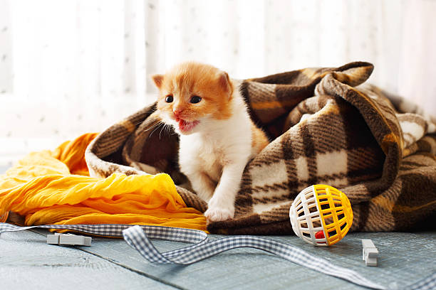 istock Red orange newborn kitten in a plaid blanket 540207308