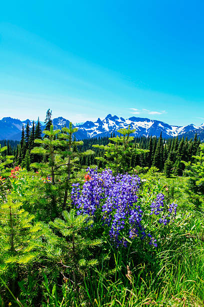 istock Summer Hike at Mount Rainier National park 540207326