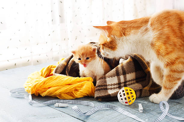 Ginger cat and kitten. Mother cat comes to take kitten to the safe place. Animals, Mom and child, maternity, care.