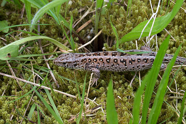 Forest lizard from the side - Viviparous lizard sideways Forest lizard from the side on a meadow zootoca vivipara stock pictures, royalty-free photos & images