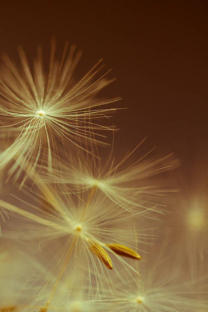 istock Dandelion parachutes by the wind on a white background 540207768