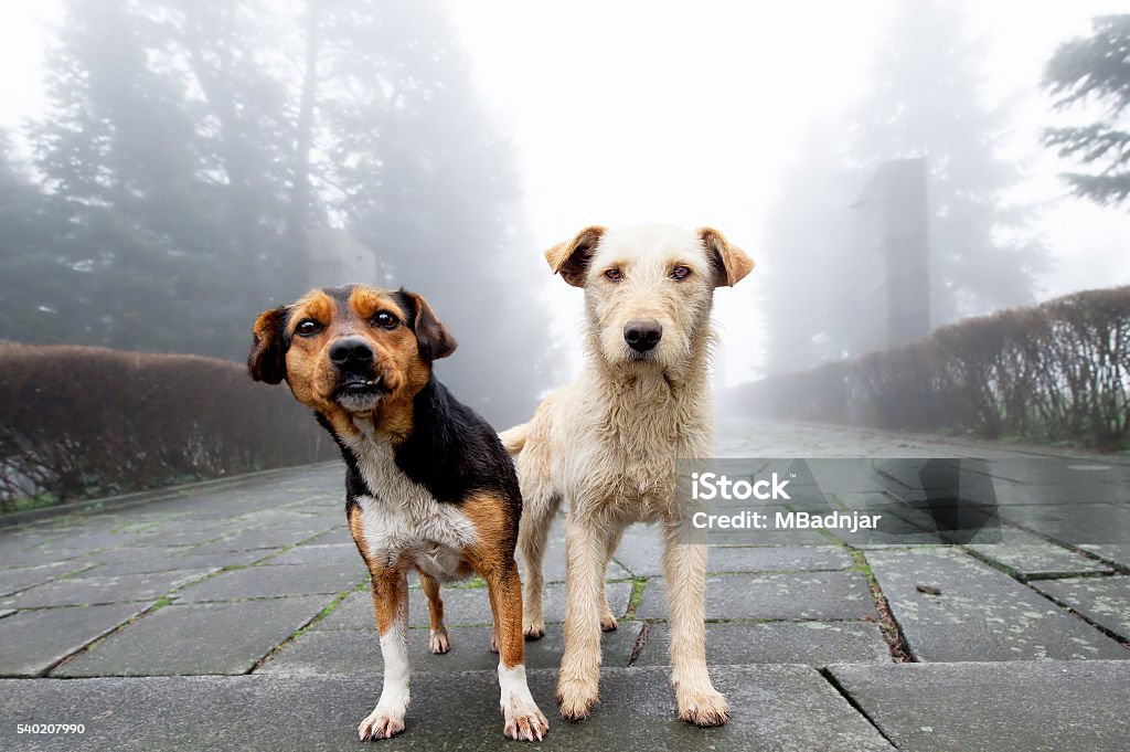 Two stray dog standing close to each other in foggy Two stray dog standing close to each other in foggy day. Pets Dog Stock Photo