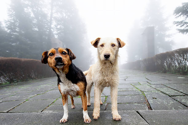 Two stray dog standing close to each other in foggy stock photo