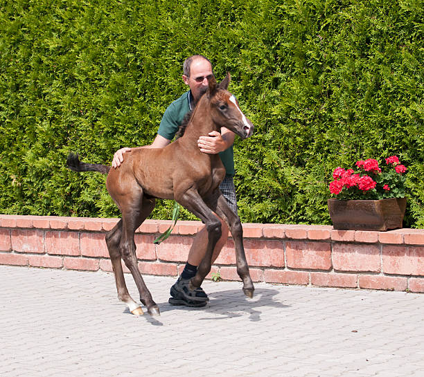 Farmer helping one day old foal to go to the pasture