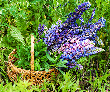 Basket with lupine flowers in the summer meadow