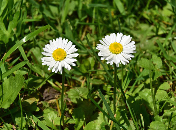 gänseblümchen  - flower blumenwiese meadow flower head photos et images de collection