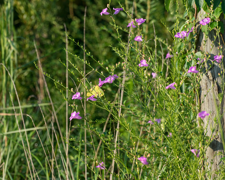 Agalinis purpurea (L.) Pennell - Purple False Foxglove with yellow Pieridae -- Pink-edged Sulphur Butterfly 