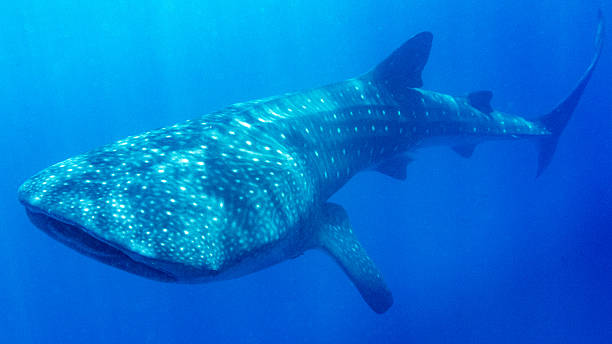 Whale shark around Utiila, Honduras