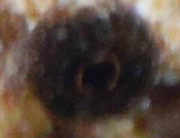 istock extreme close up tropical fish eye macro background 540210906