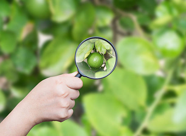 istock hand holding magnifying find lime on blur leaf green background 540211404