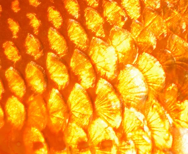 istock extreme close up tropical fish skin scales background 540211454