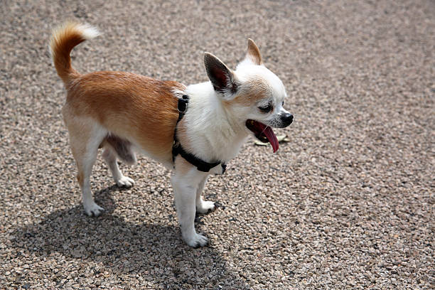 bostezar chihuahua - chihuahua dog pets yawning fotografías e imágenes de stock