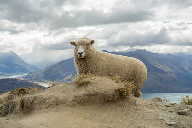 istock Fluffy sheep stands on a mountain ridge above lake 540212572