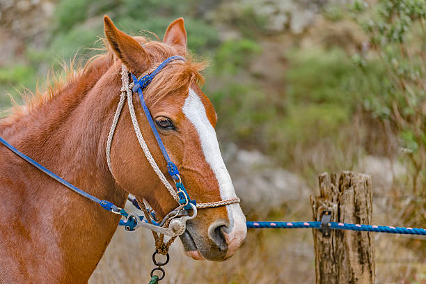 istock Tied Horse at Meadow 540212918