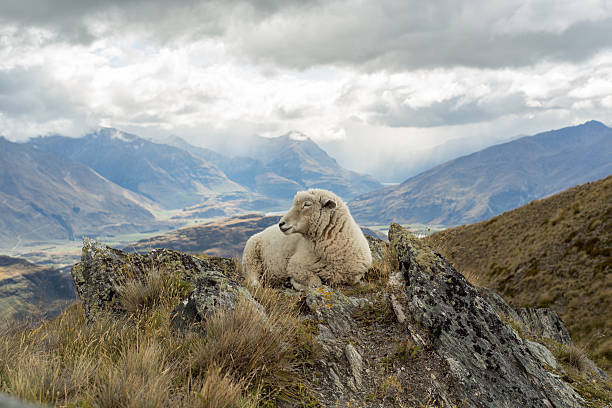 istock Lone sheep lies on mountain ridge 540212948