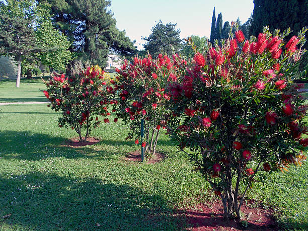 istock Bottlebrush flower bushes 540213112