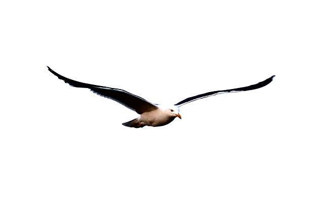 graceful seagull common gull bird in flight flying close up