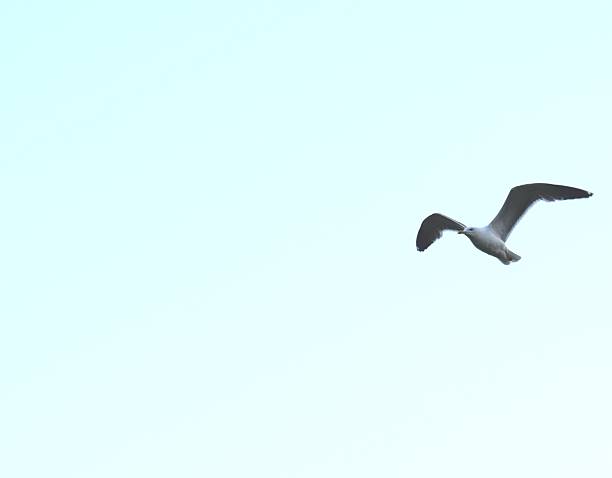 istock graceful seagull common gull bird in flight flying close up 540213294