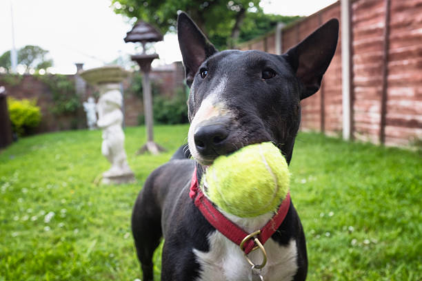 istock Black And White English Bullterrier Playing Fetch 540213318