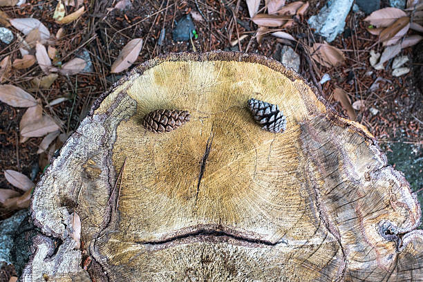 Shoot the old stump in the bird's-eye view.
